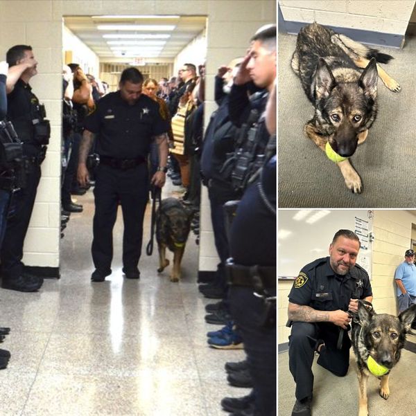 A Heroic Goodbye: Police K9’s Final Farewell