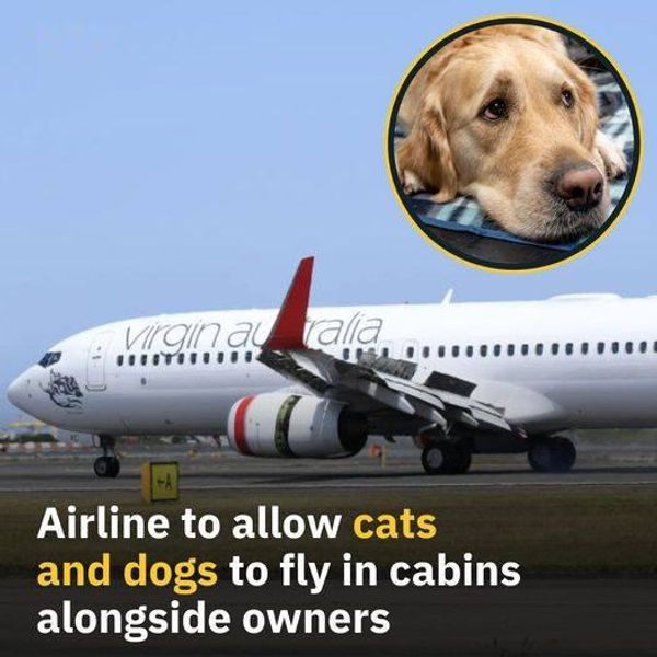 Coming Soon: Pets in the Cabin on Virgin Airlines