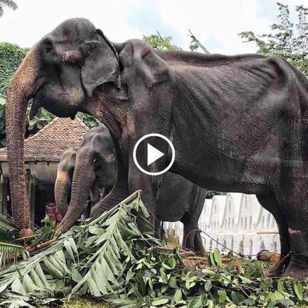 After Nearly 90 Years of Mistreatment, a Blind and Deaf Elephant Finds Joy in its Rescue