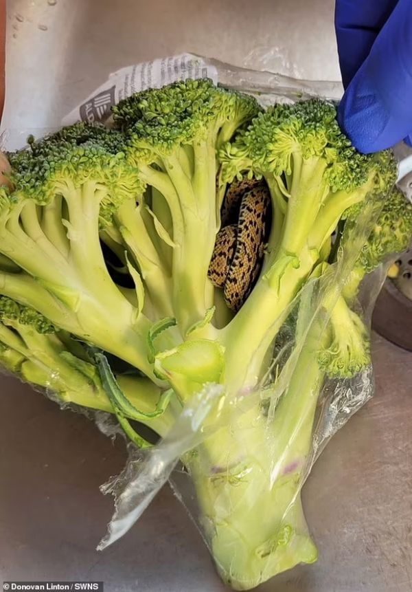 Startling Discovery in a Bag of Broccoli at Aldi