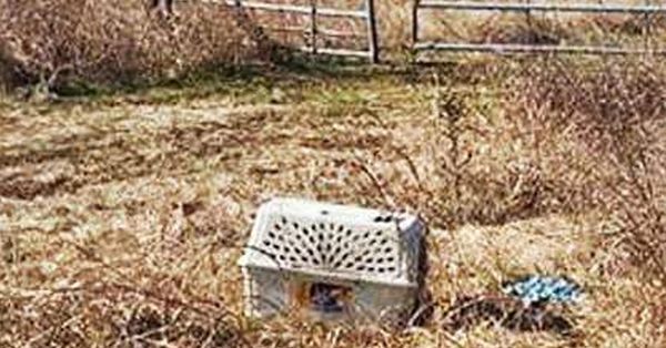 Bikers Discover Abandoned Cage and Save a Dog’s Life