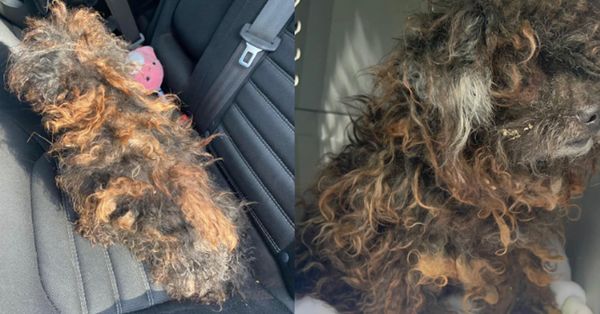 A Life-Changing Makeover for a Neglected Dog