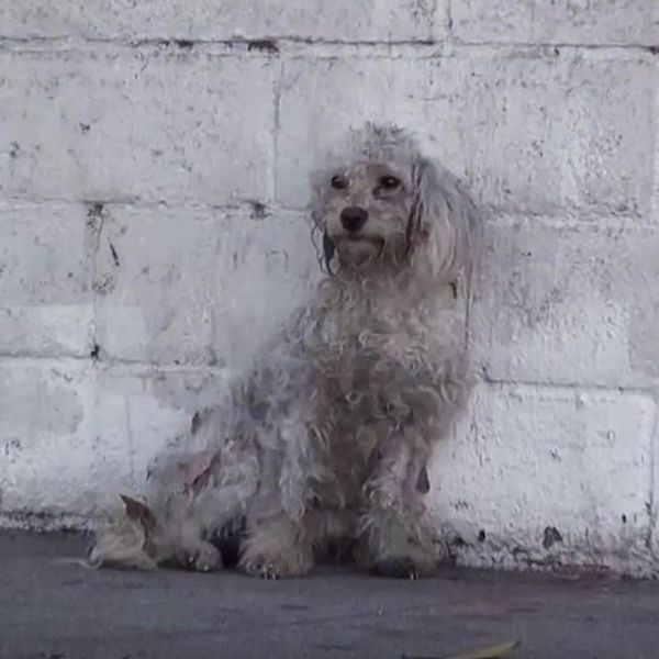 Homeless Poodle’s Heartwarming Rescue Story Leaves Everyone in Tears