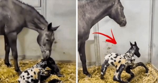 Horse Gives Birth to Unexpected Foal – a True Tale of Mystery and Resilience