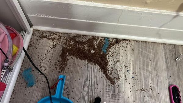 Mother Begs for Help Online After Finding Mysterious ‘Coffee Grounds’ in Daughter’s Bedroom