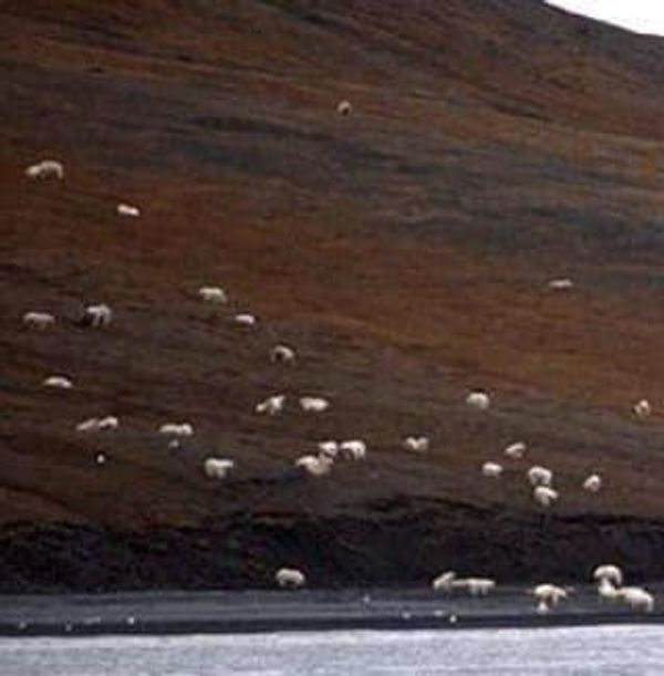 A Spectacular Encounter with Polar Bears in the Arctic