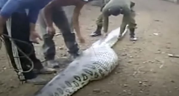 Anaconda Rescued in Amazon Rainforest: A Story of Bravery and Environmental Responsibility