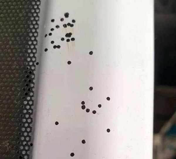 Mysterious Black Dots in the Kitchen: Should We Be Worried?