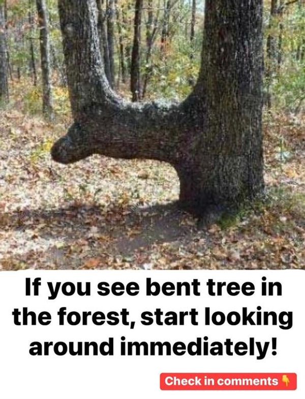 If You See a Bent Tree in the Forest, Start Looking Around Immediately