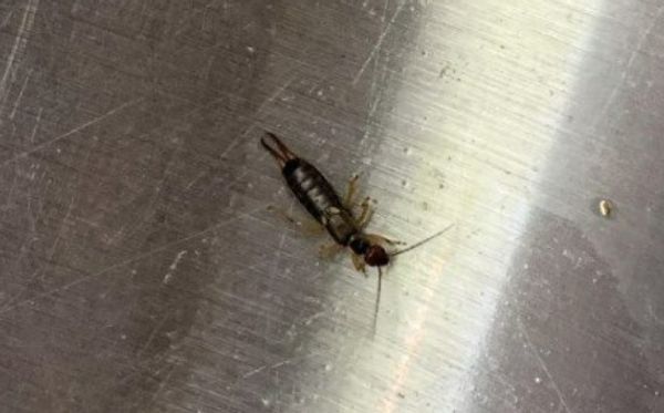 How to Get Rid of Earwigs with One Simple Ingredient