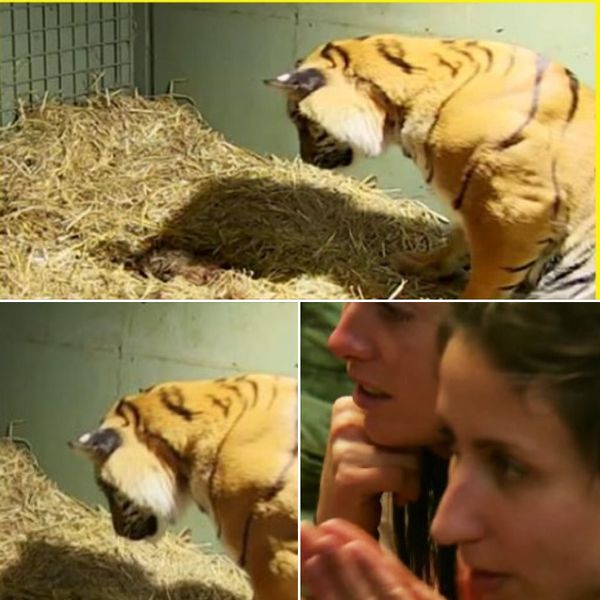 Tiger Mom Gives Birth to Lifeless Cub – Caretaker Left Astonished at Her Reaction