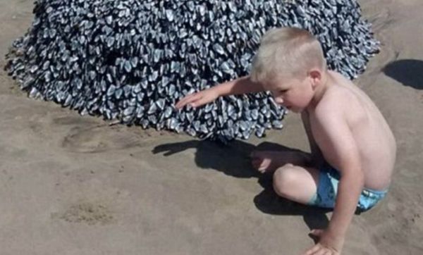 Family’s Viral Beach Photo Highlights Hidden Dangers