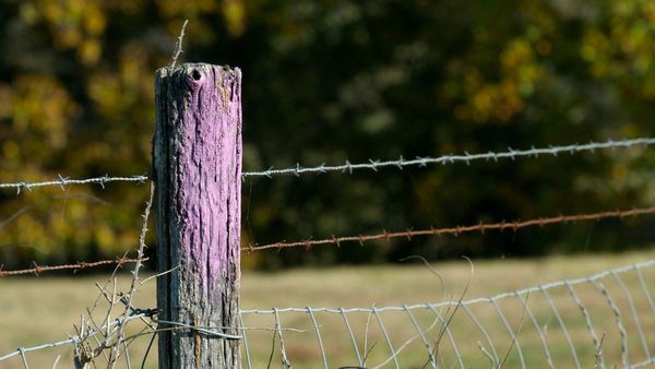 If You See a Purple Fence, Here’s Why You Should Stay Away