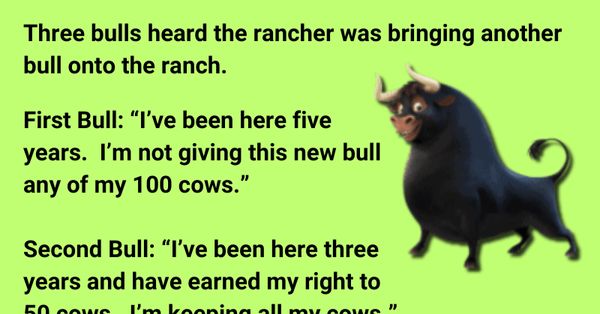 Three Bulls on the Ranch