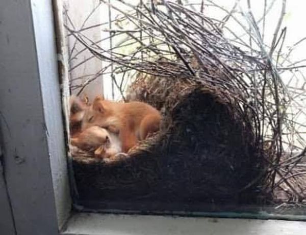 Mother Discovers Squirrels in her Window