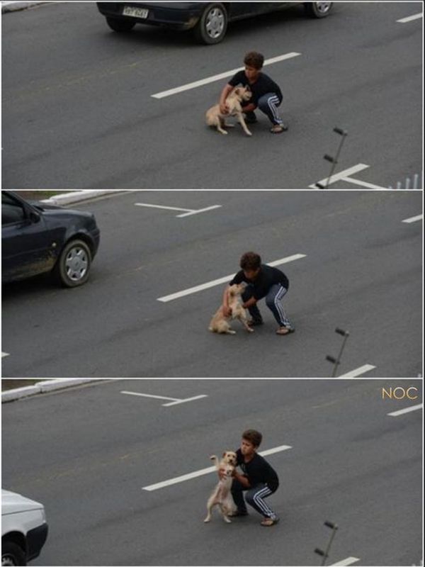 Little Boy Stops Traffic to Save Crying Dog